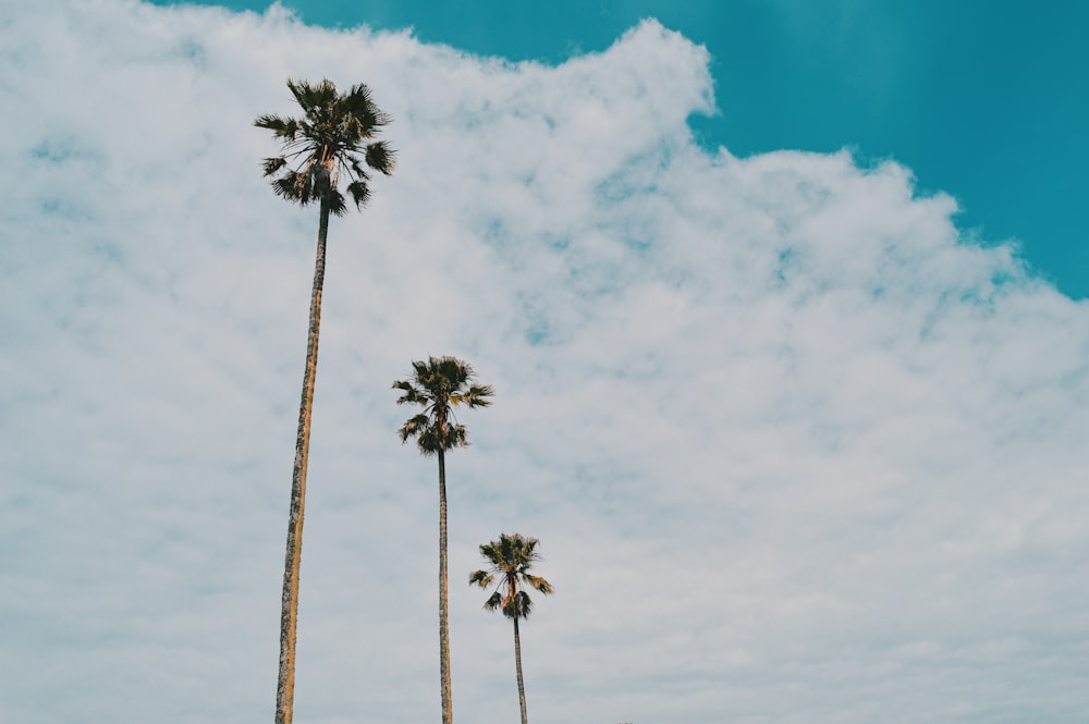 palmiers sous ciel bleu et nuages blancs pendant la journée