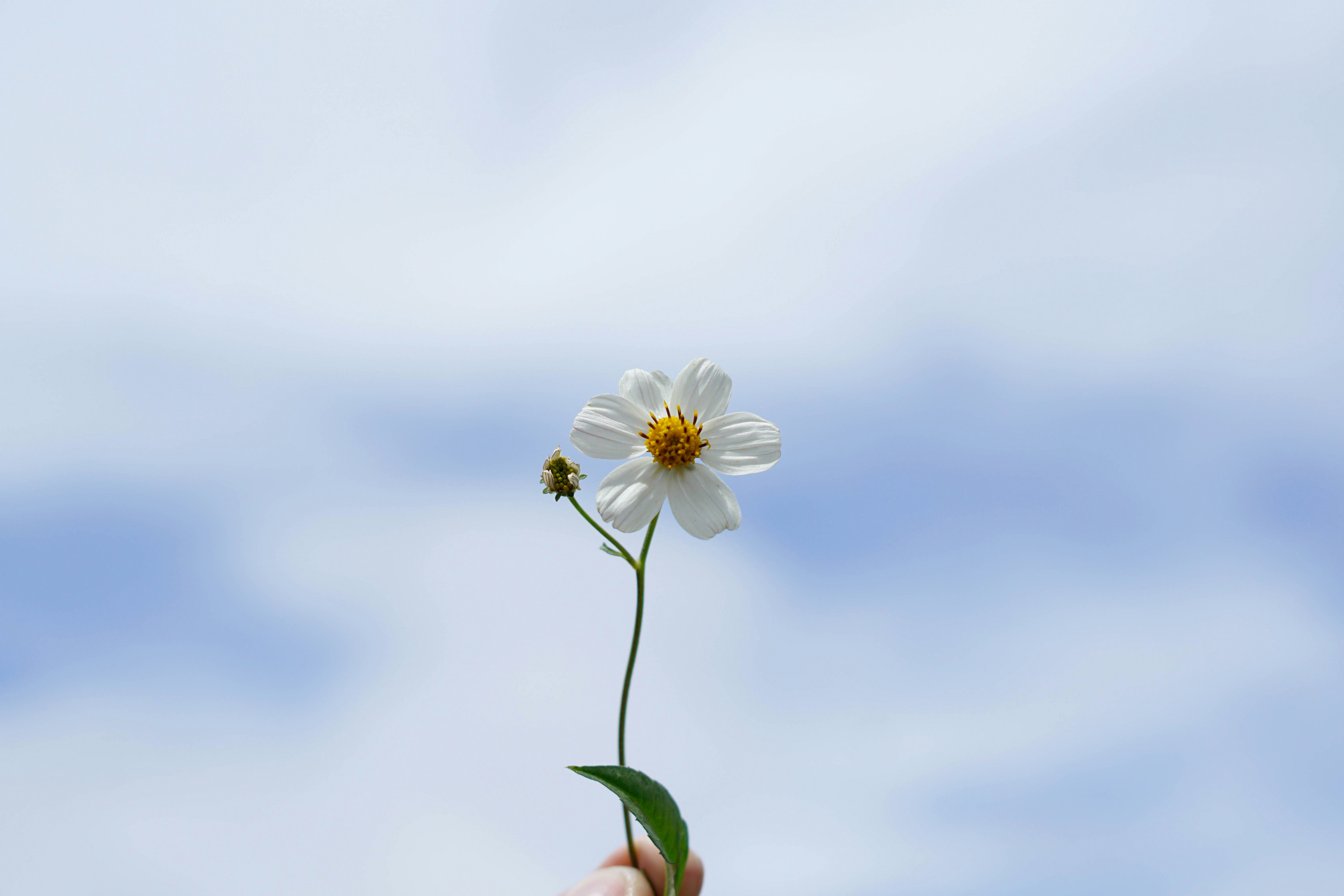Photo by huudat692