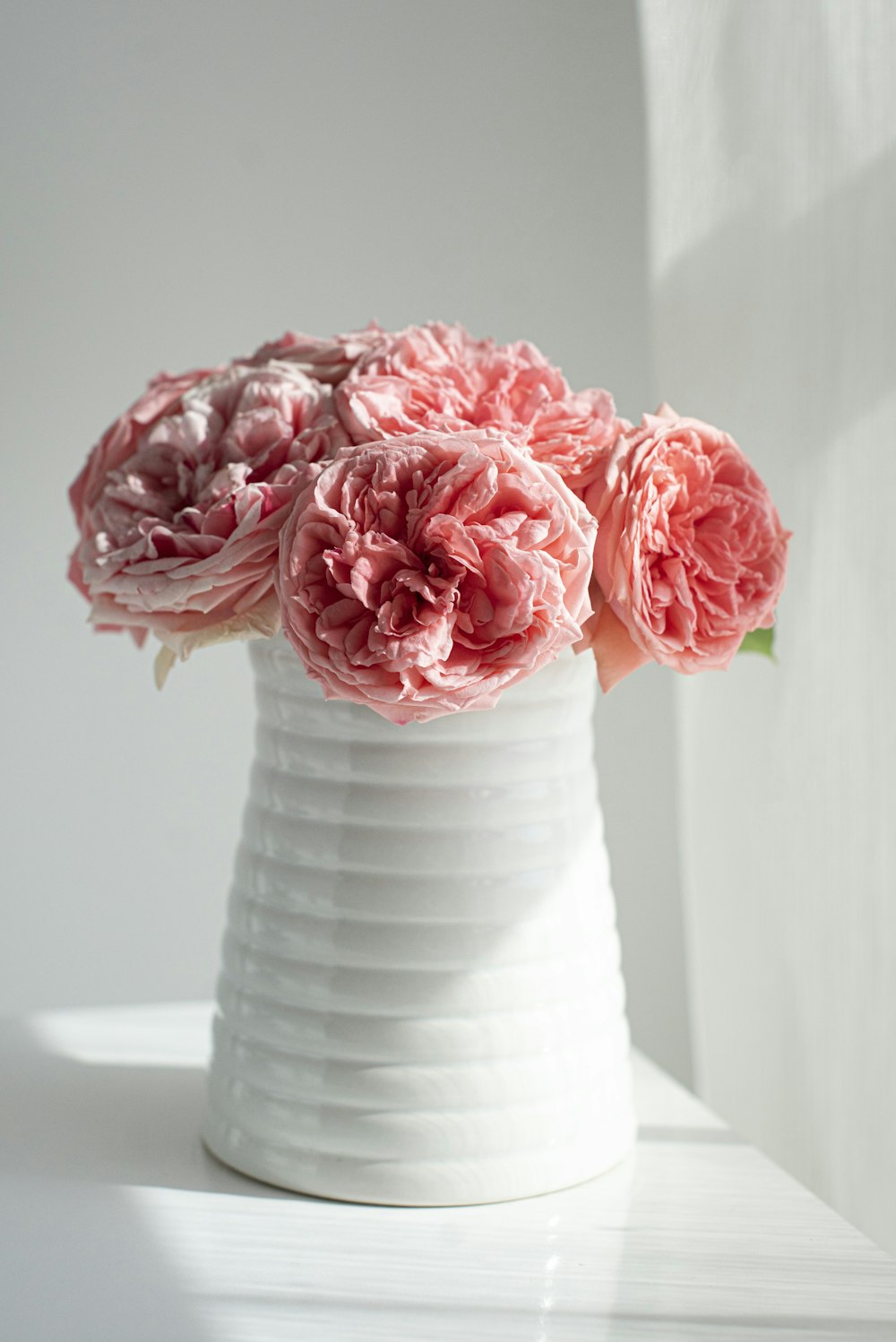 pink roses in white ceramic vase