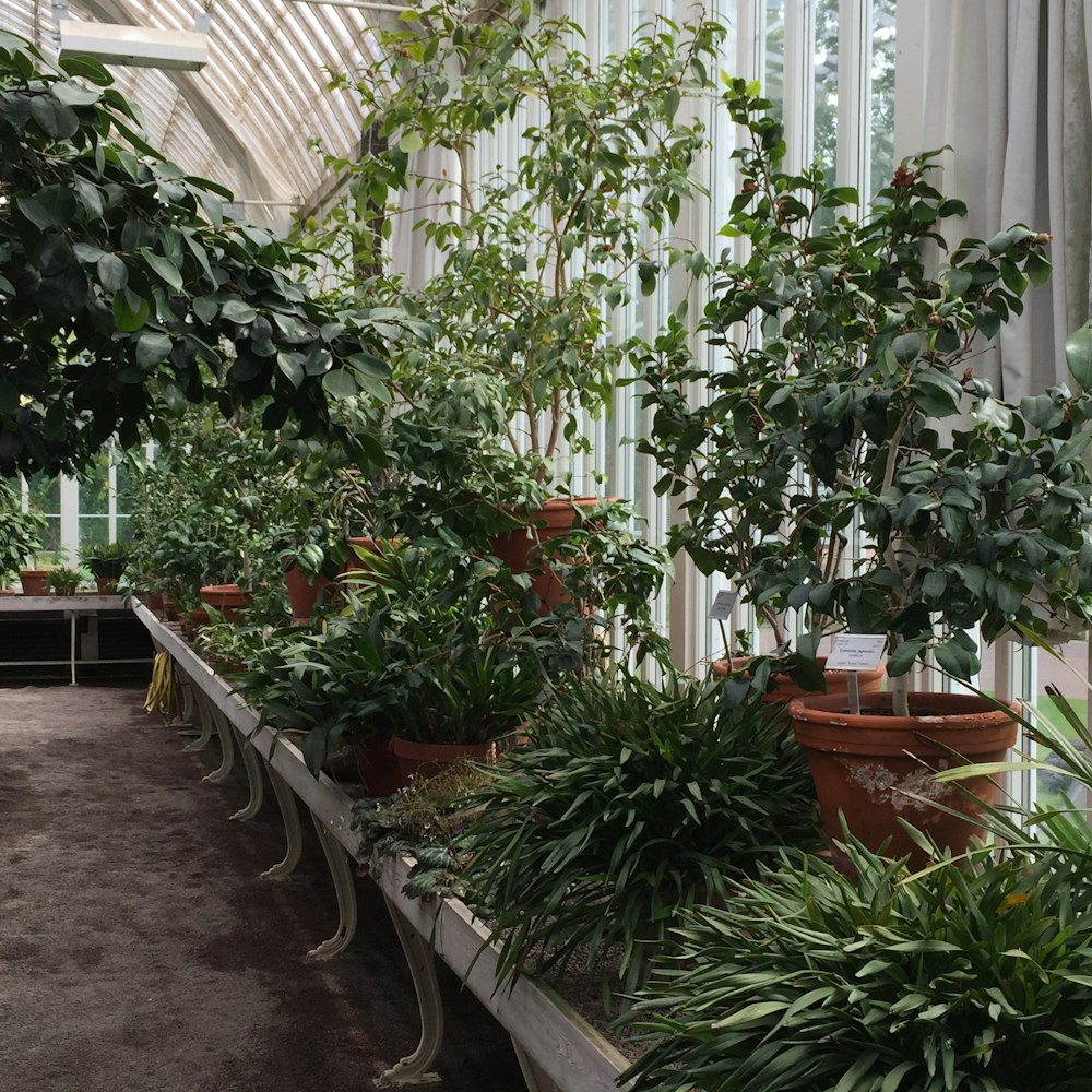 green plants on brown clay pots