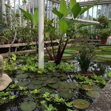 A lush, indoor greenhouse filled with a variety of aquatic plants. Large green leaves protrude from the water, surrounded by floating lily pads. Potted plants line the shelves in the background, and natural light pours in through the glass walls.