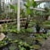 A lush, indoor greenhouse filled with a variety of aquatic plants. Large green leaves protrude from the water, surrounded by floating lily pads. Potted plants line the shelves in the background, and natural light pours in through the glass walls.