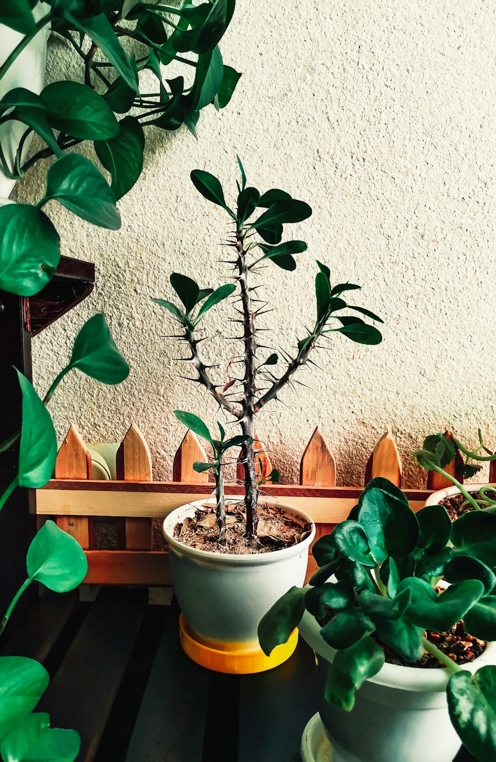 green and red plant on white pot