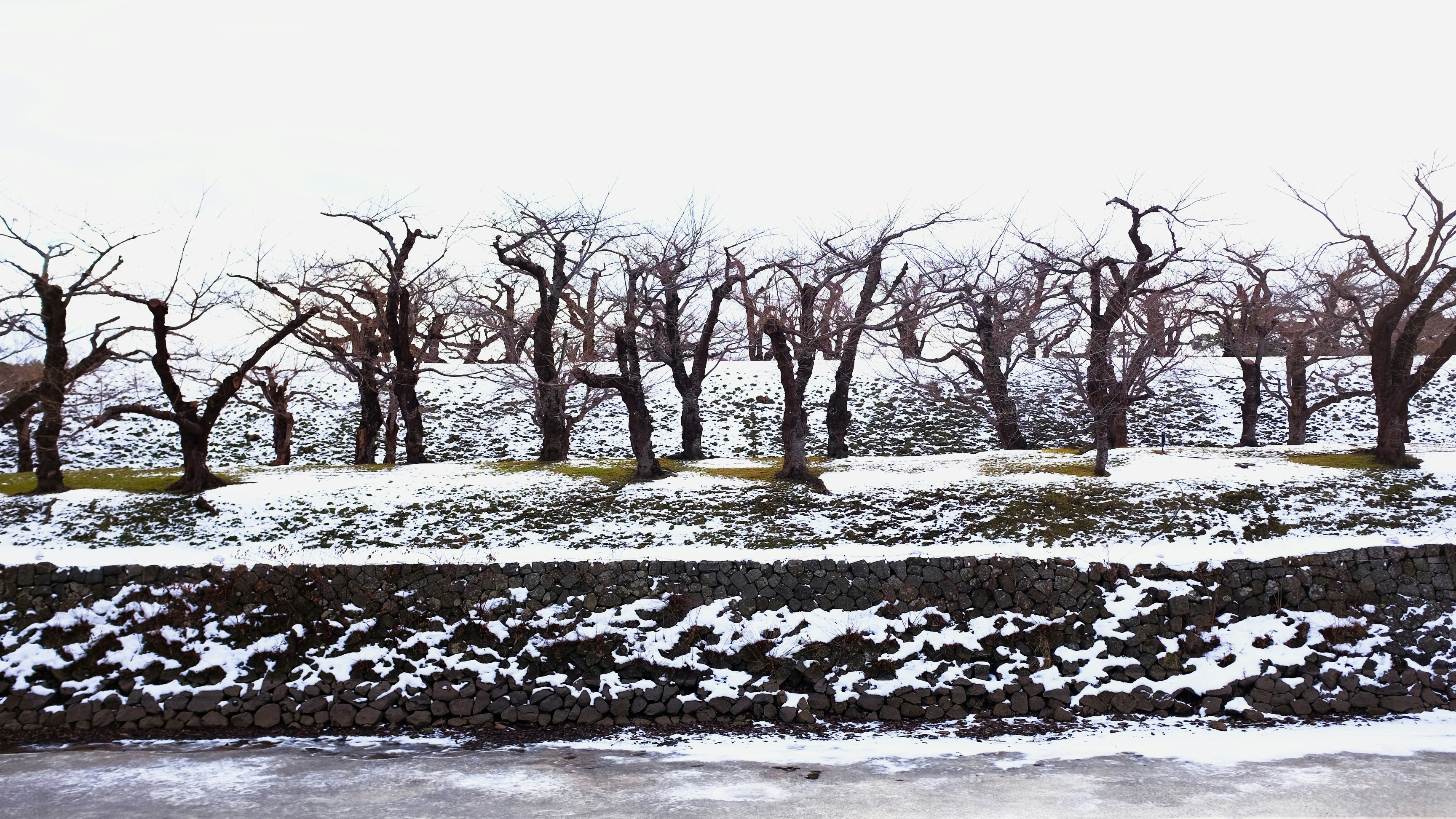 árvore sem folhas no solo coberto de neve