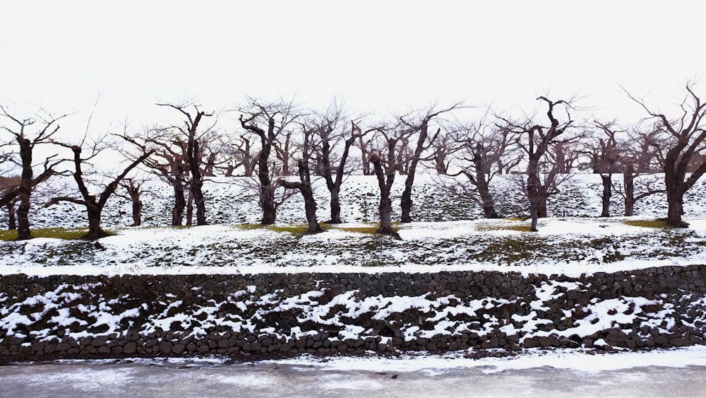 leafless tree on snow covered ground