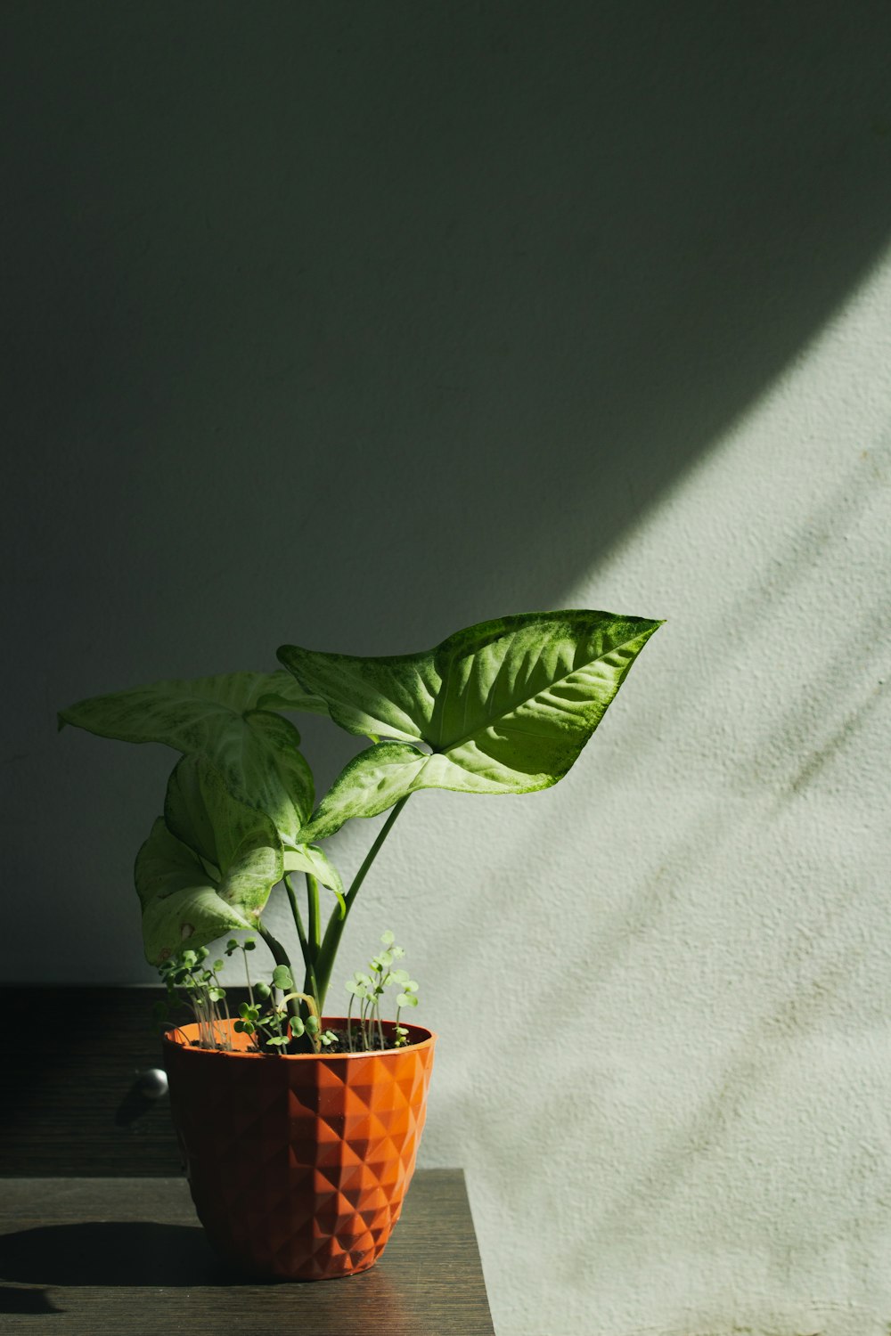 green plant on brown clay pot