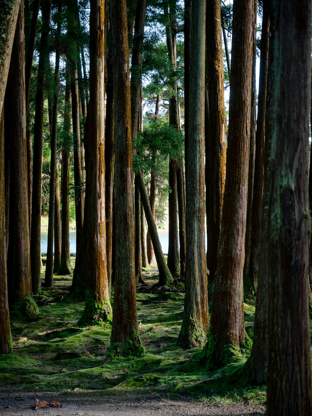 brown trees on green grass field during daytime