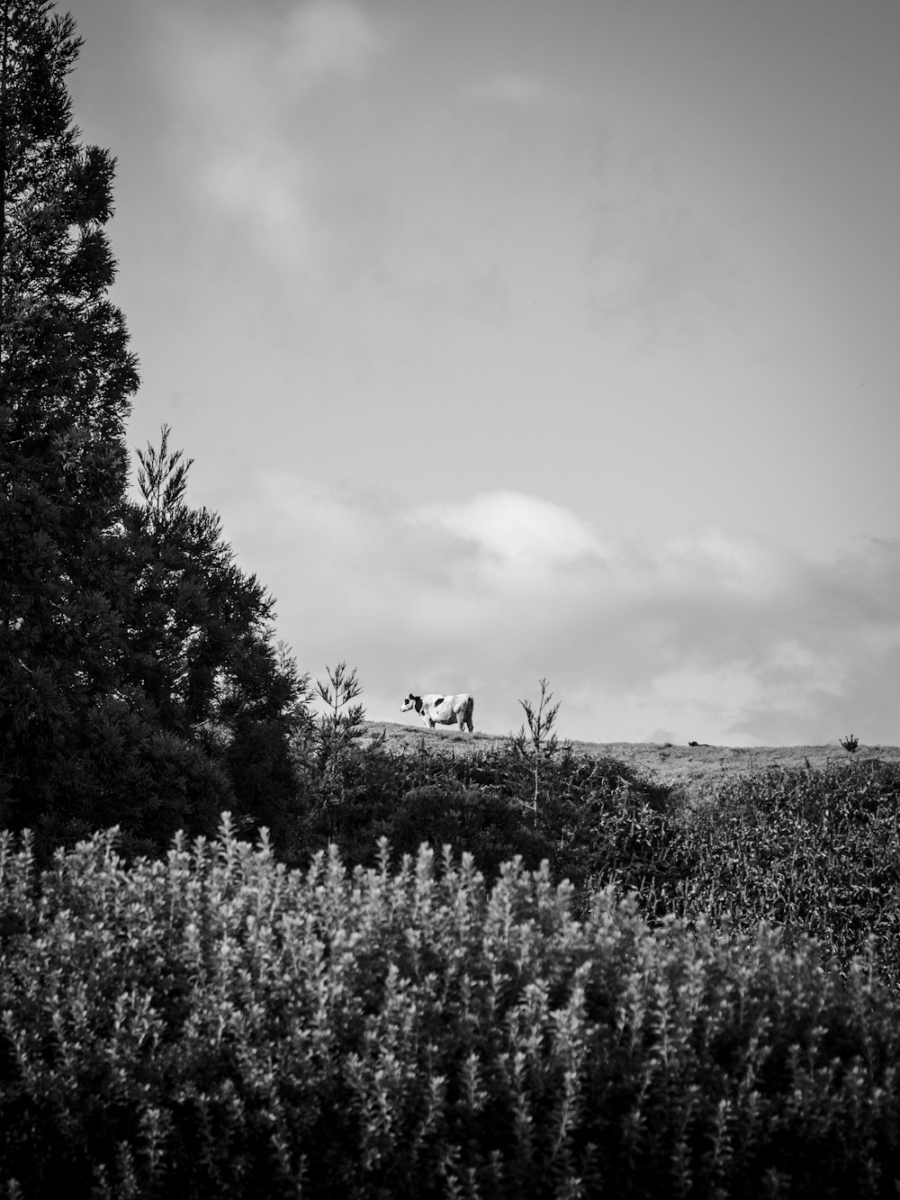 grayscale photo of trees and plants