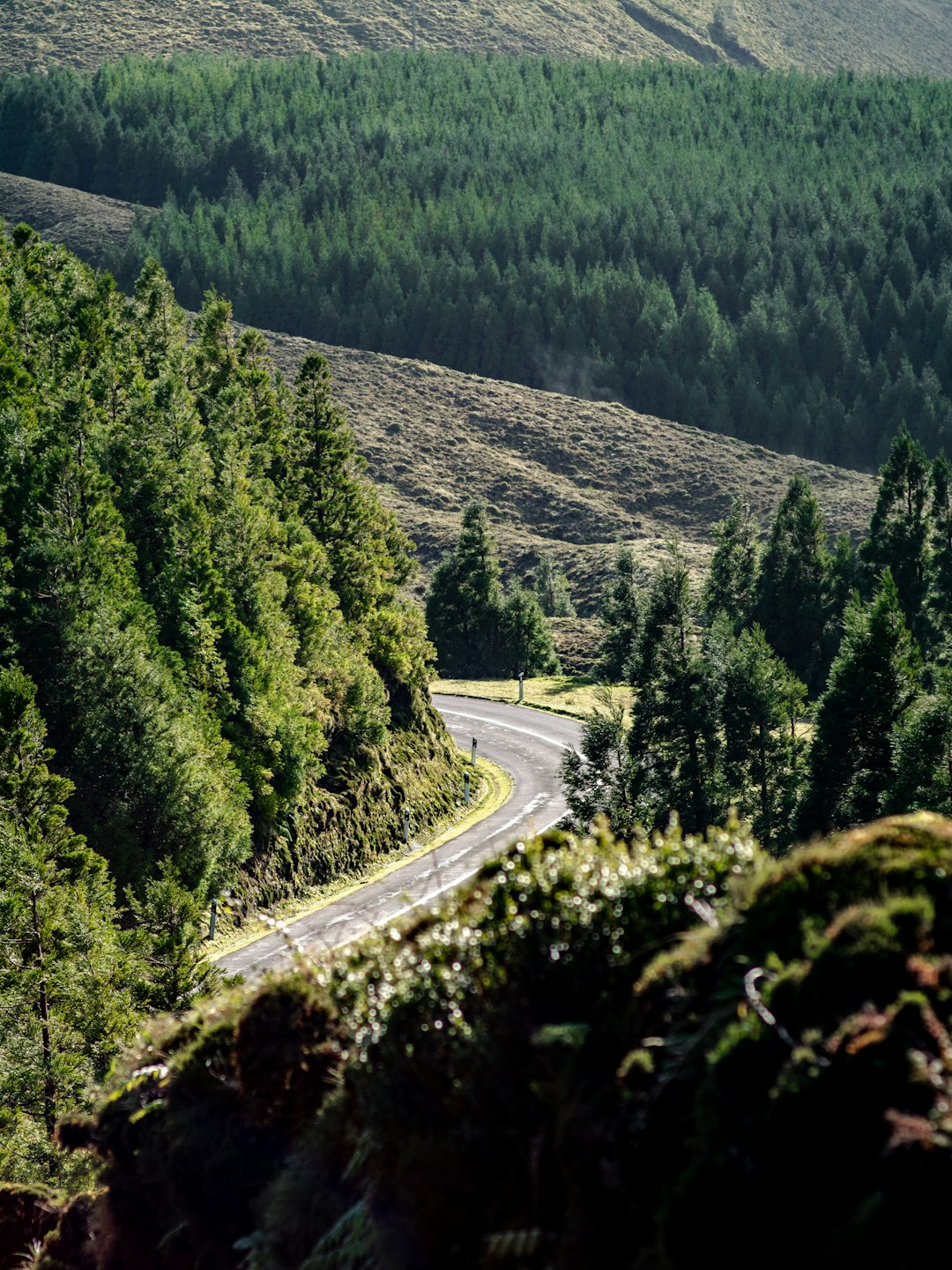 gray asphalt road between green trees during daytime