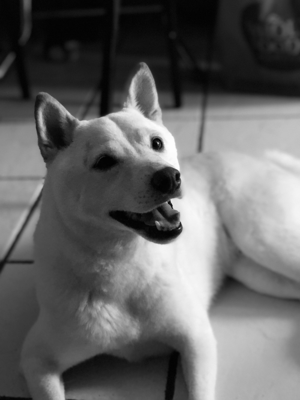 Foto in scala di grigi di un cane a pelo corto