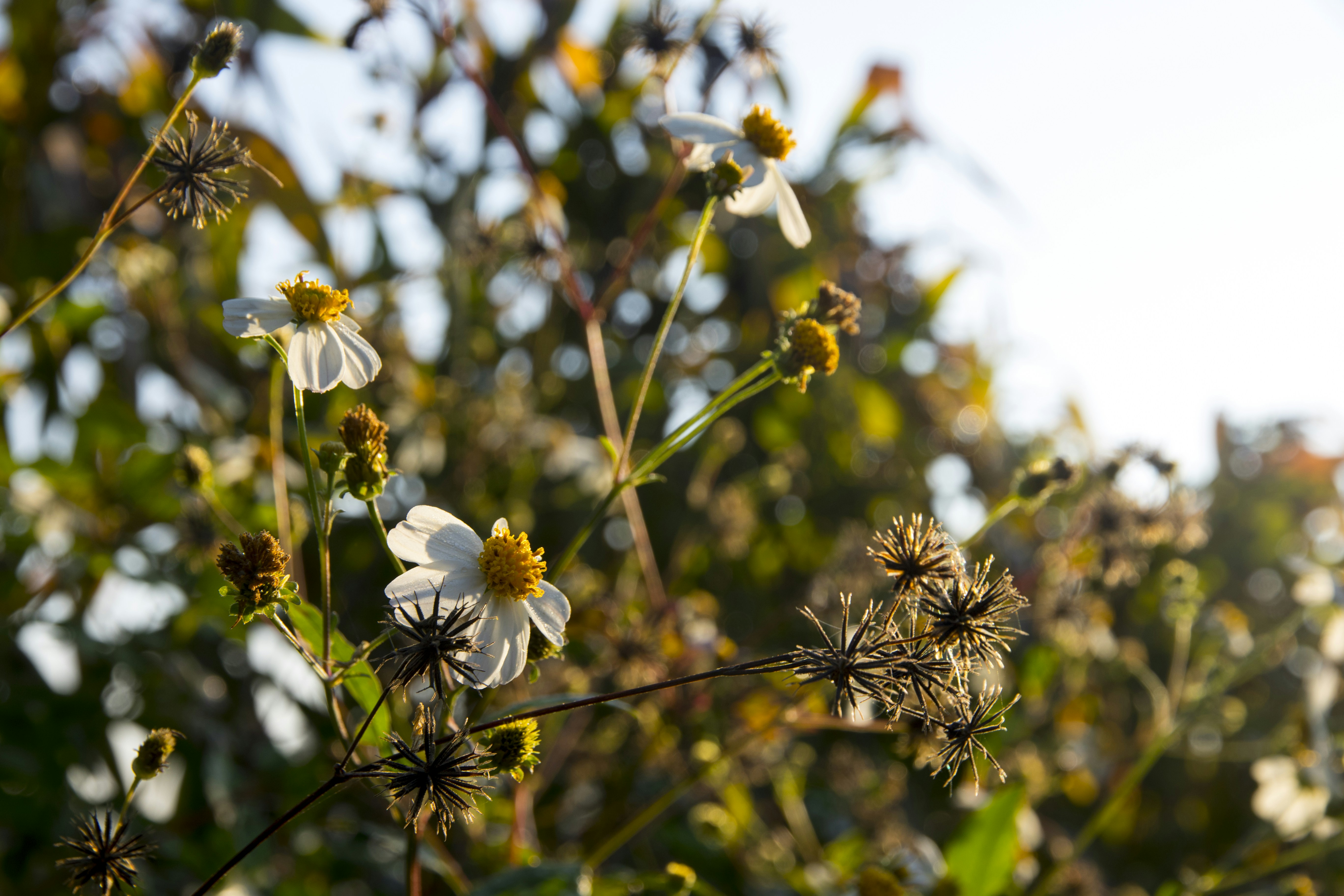 Surin Travel Guide: Explore Local Gems