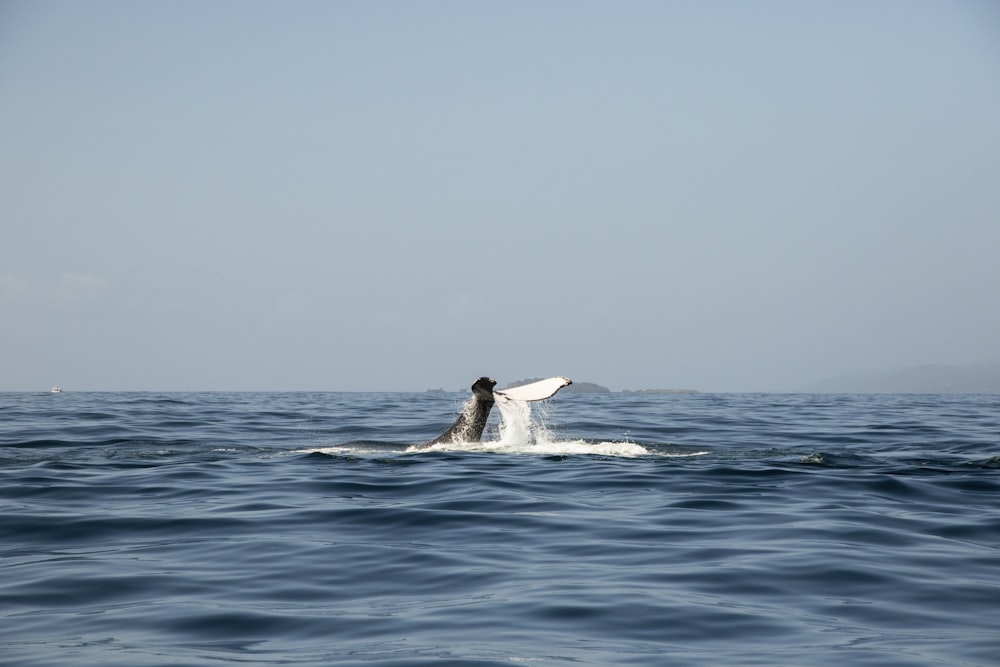 Persona che fa surf sul mare durante il giorno