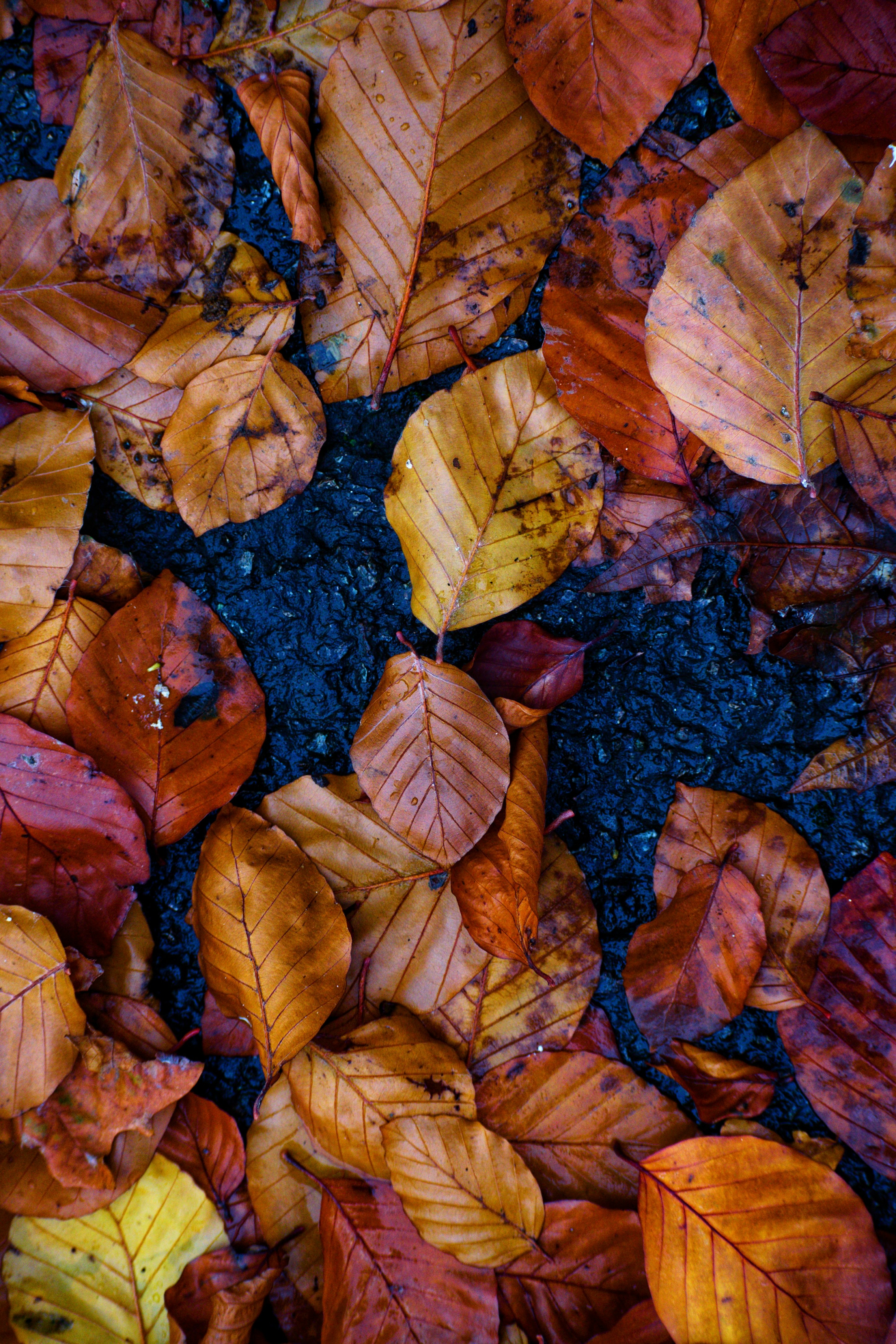 Photo by rupesh_koganti