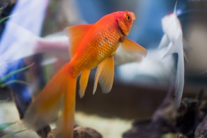 A vibrant orange goldfish swims gracefully next to a white fish with flowing fins inside a clear aquarium. The focus is sharp on the goldfish, showcasing its scales and big eye, while the background has a soft bokeh effect. Small aquatic plants and rocks are visible inside the tank.