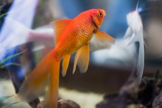 A vibrant orange goldfish swims gracefully next to a white fish with flowing fins inside a clear aquarium. The focus is sharp on the goldfish, showcasing its scales and big eye, while the background has a soft bokeh effect. Small aquatic plants and rocks are visible inside the tank.
