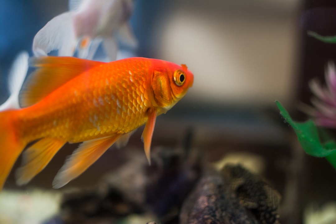 Colorful goldfish and koi swimming in an aquarium. Fin rot can affect any freshwater fish with long fins