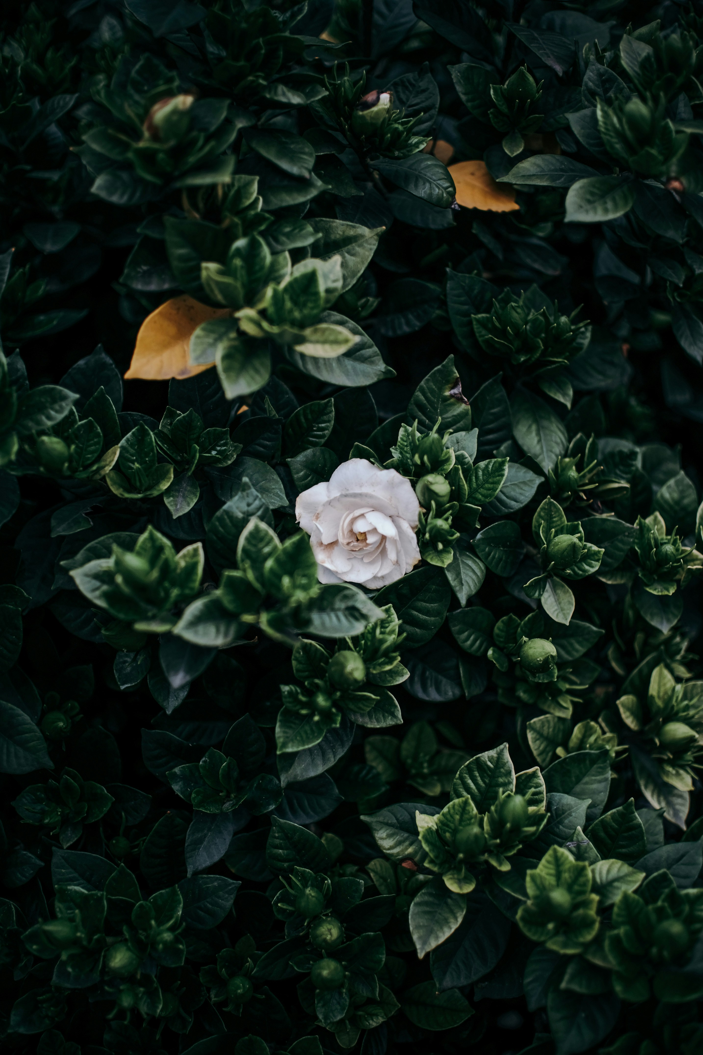 Photo by insungpandora