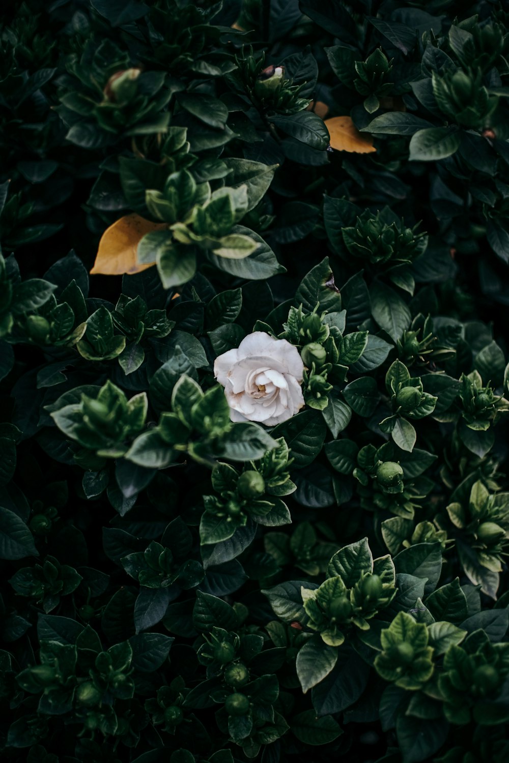 white flower with green leaves