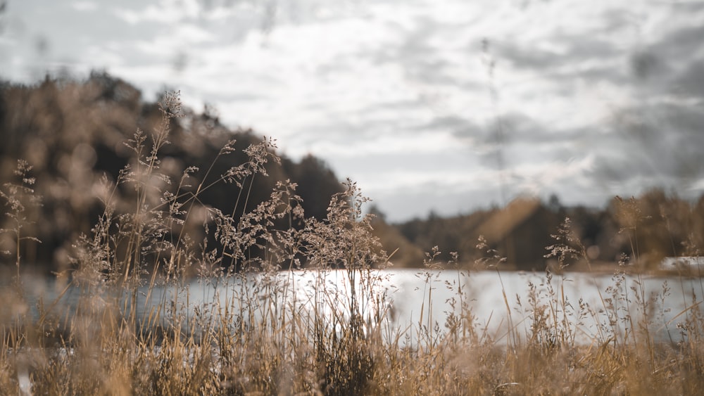 brown grass near body of water during daytime