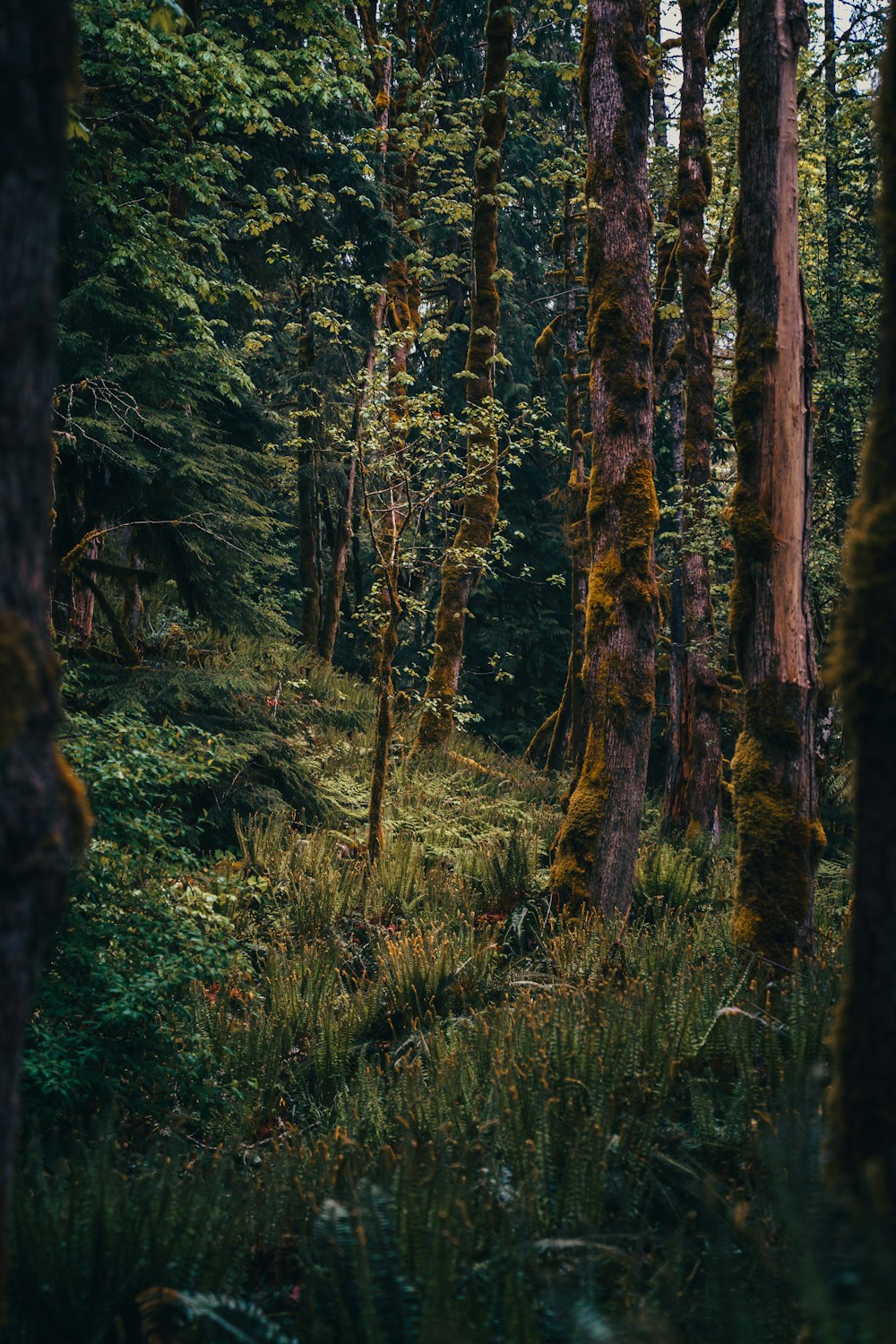 green and brown trees during daytime