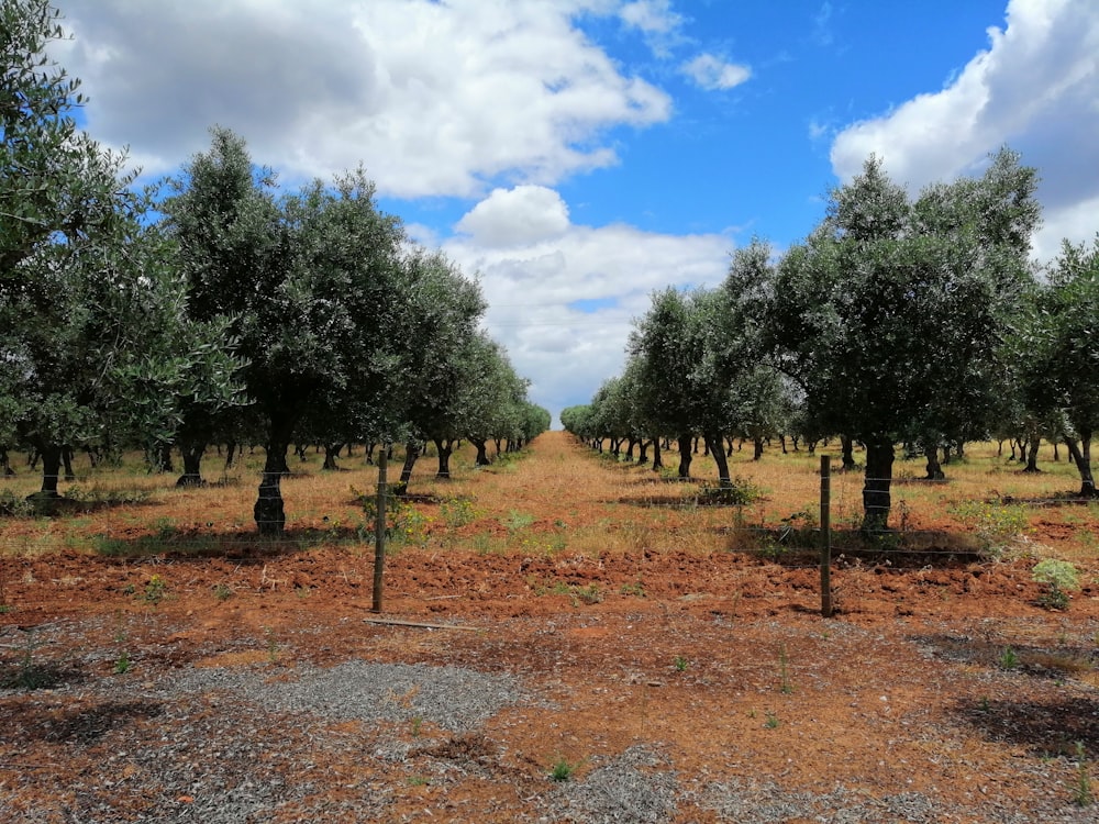 green trees under blue sky during daytime