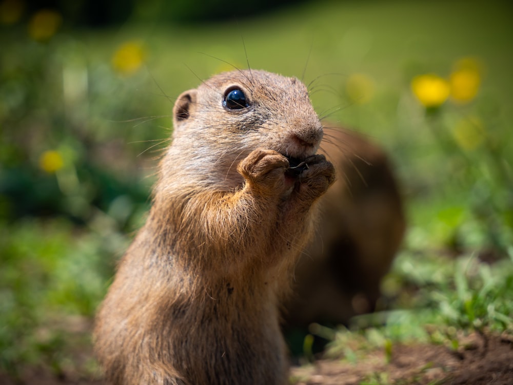 brown rodent on green grass during daytime