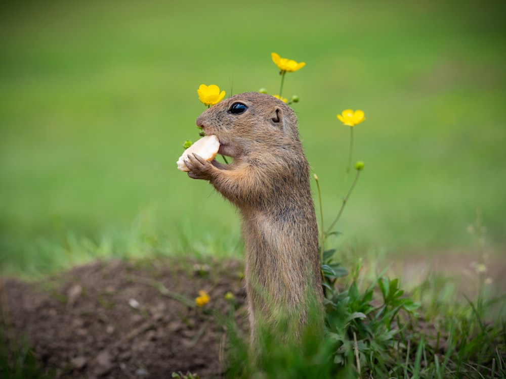 brown squirrel on brown soil during daytime