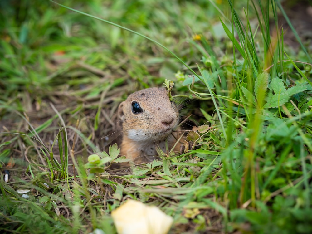 brown rodent on green grass during daytime