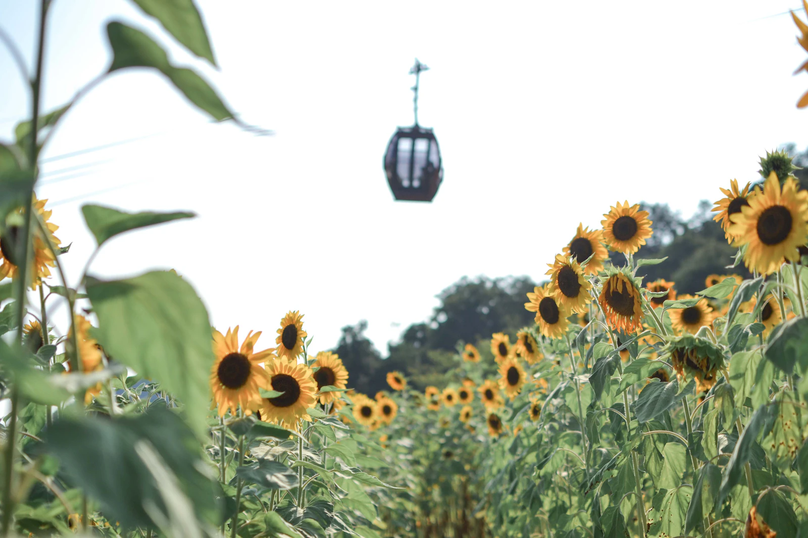 Sunflower field in bloom under a pale sky