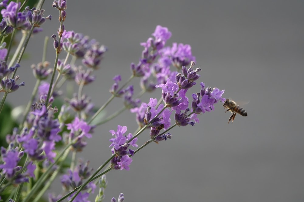 purple flower in tilt shift lens