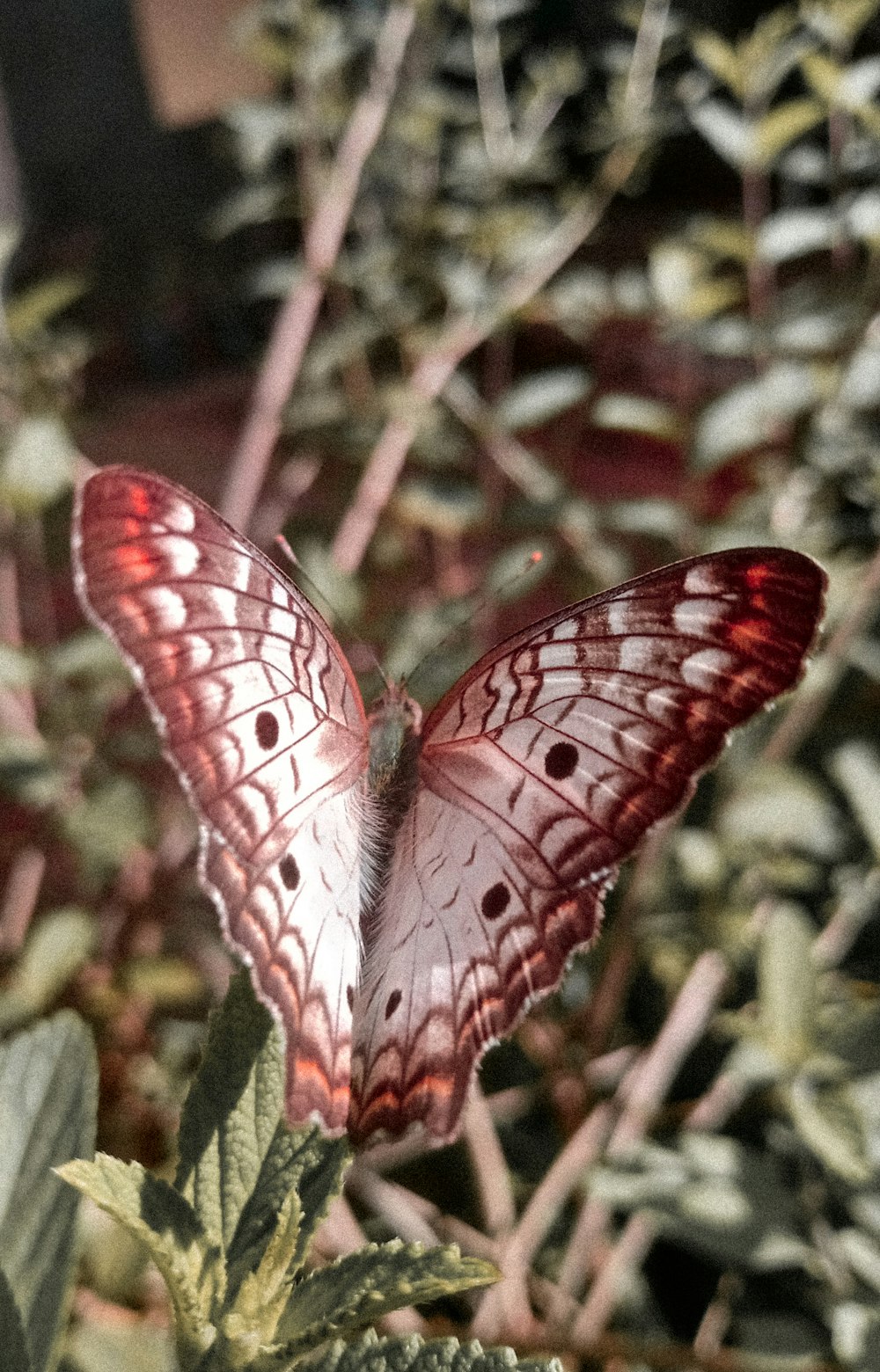 red and white butterfly on green plant