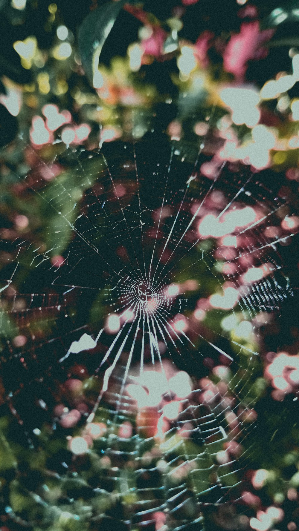 white spider web in close up photography