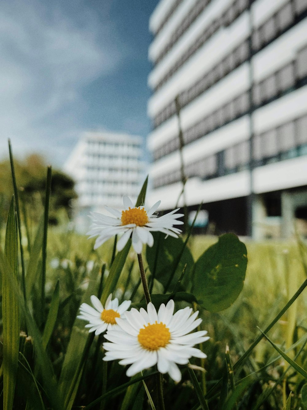 fleur de marguerite blanche et jaune