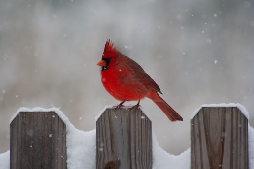 red cardinal bird on brown wooden fence during daytime