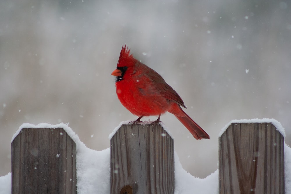 red cardinal bird on brown wooden fence during daytime