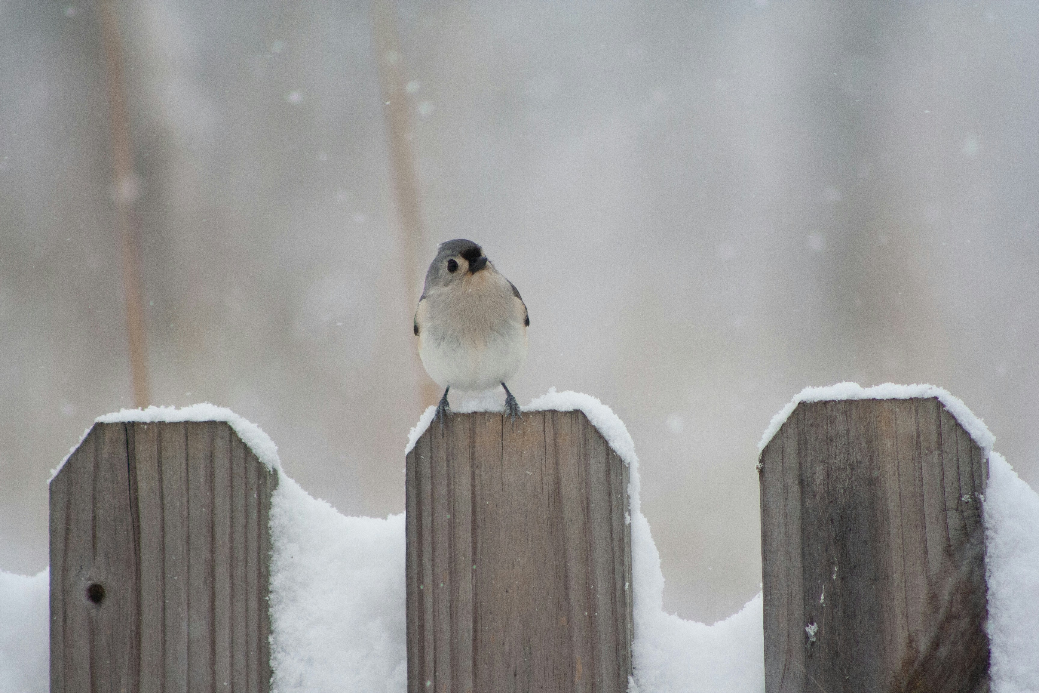 a small bird perched on top of a wooden fence, Tufted titmouse on fence in snow