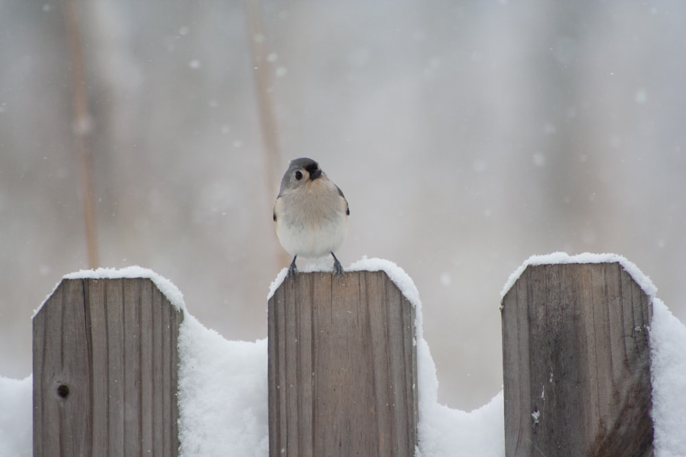 a small bird perched on top of a wooden fence