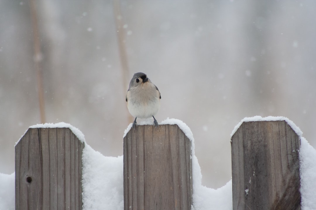 a small bird perched on top of a wooden fence, Tufted titmouse on fence in snow