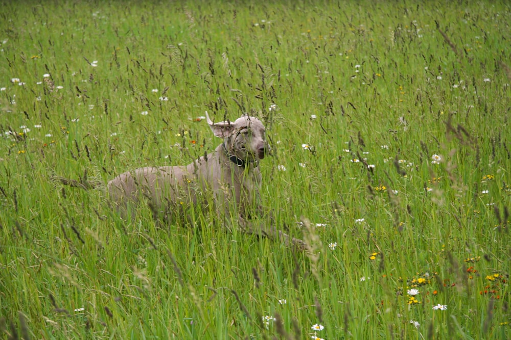 背の高い草原に横たわる犬