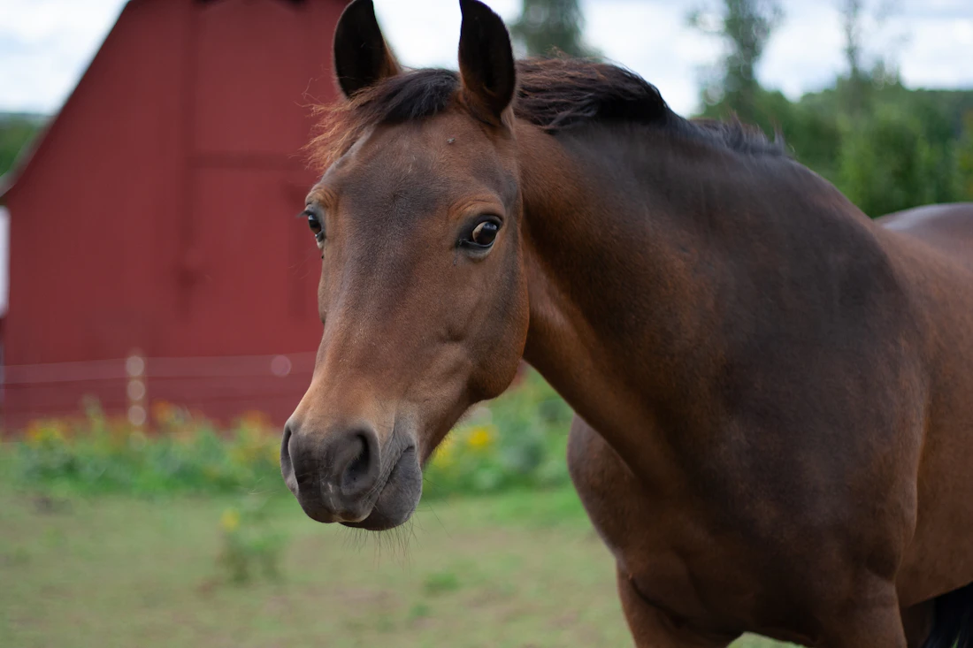Bay horse in a green pasture beside a red barn