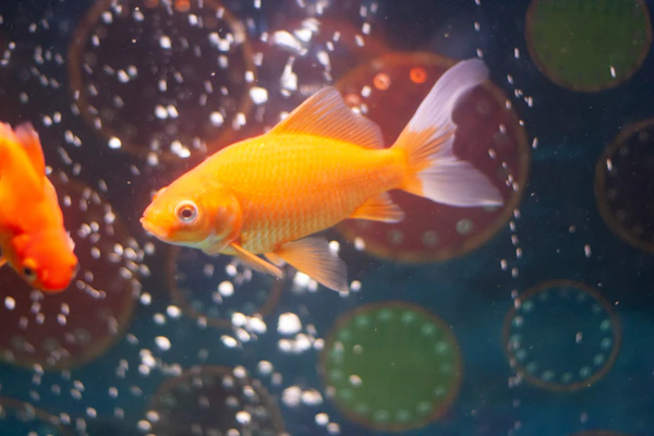 aquaponics