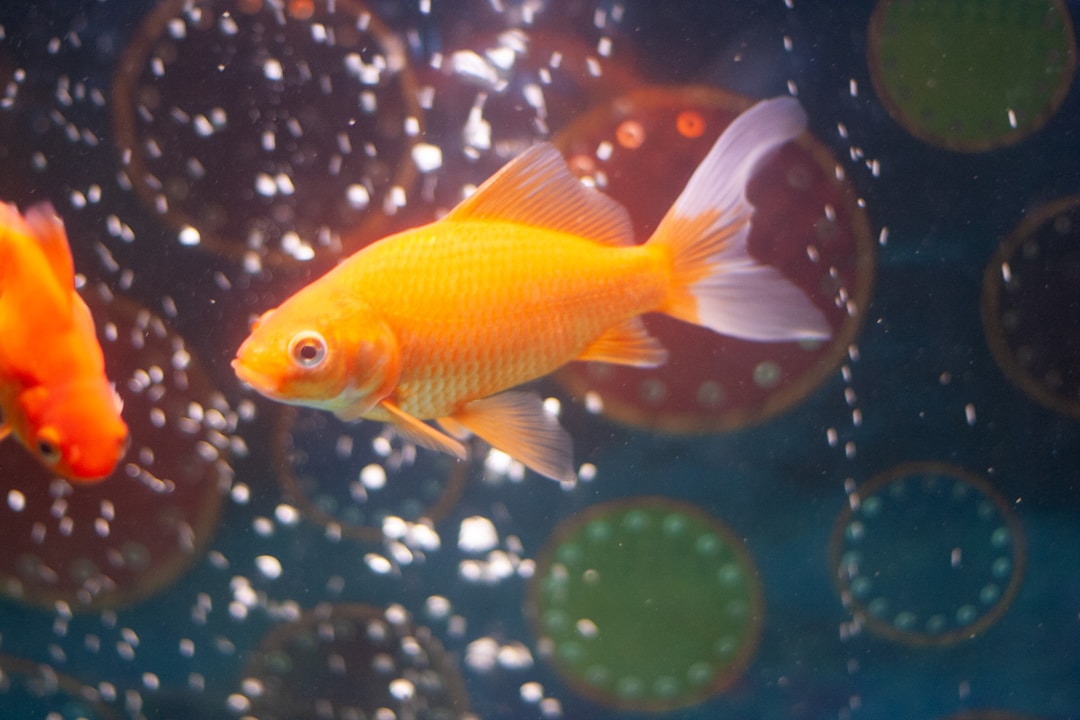 A healthy goldfish swimming in an aquarium