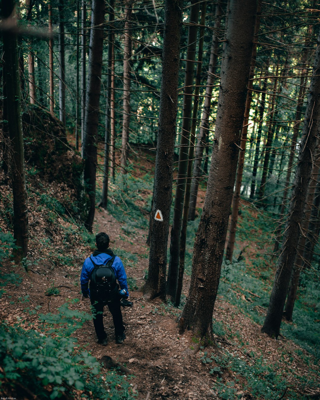 man in blue jacket and black pants walking on forest during daytime