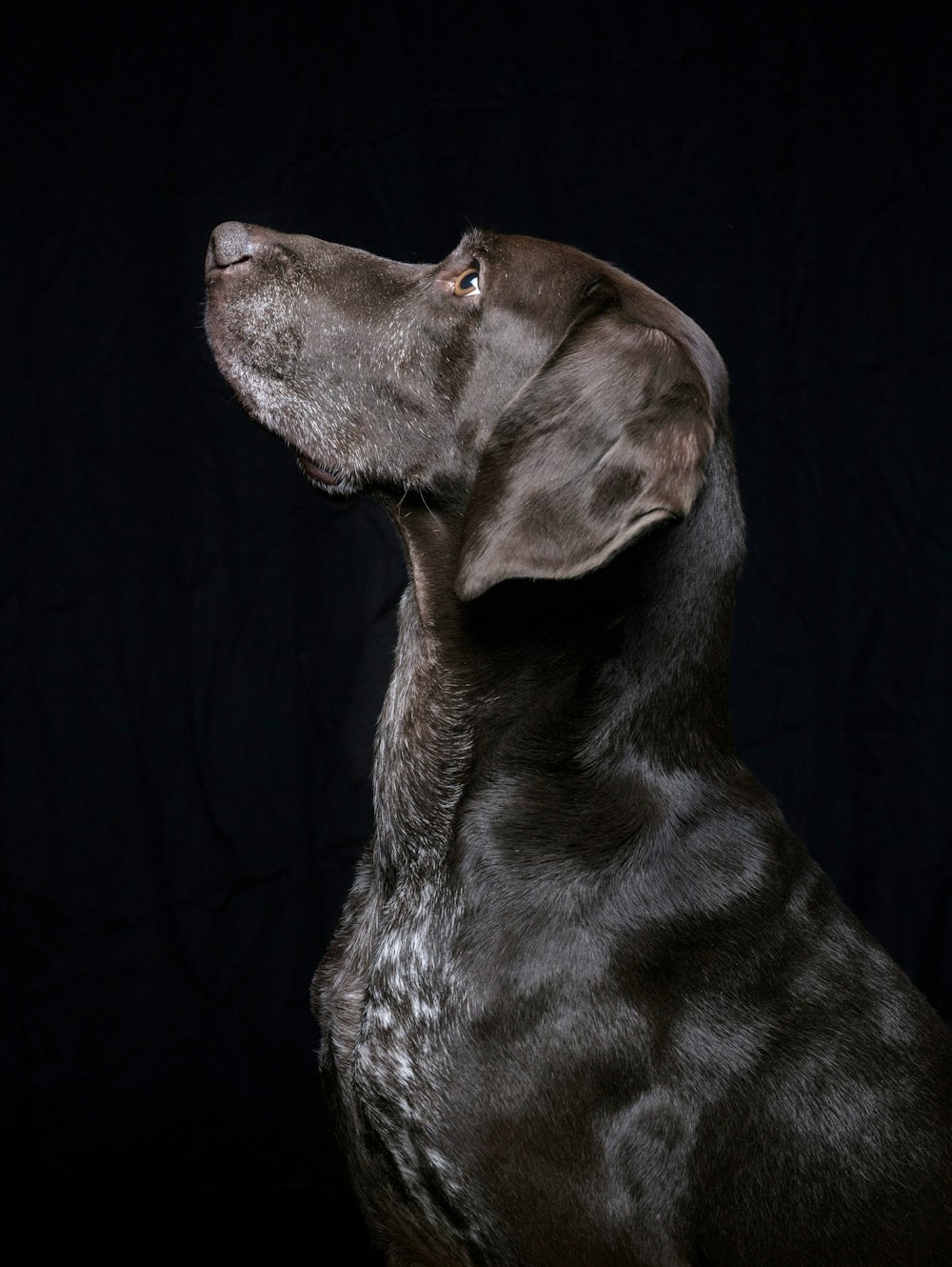 brown short coated dog on black background