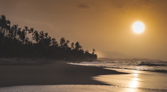 A serene beach sunset with palm trees lining the shore