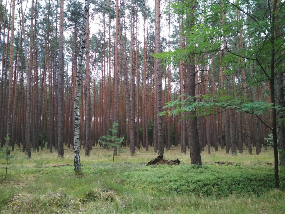 green grass field with trees