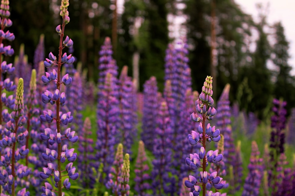 purple flowers in tilt shift lens