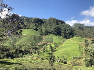 A sunlit hillside in Uttarakhand with farmers carefully harvesting fresh spices amidst lush greenery.