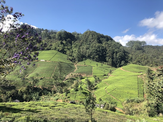 A sunlit hillside in Uttarakhand with farmers carefully harvesting fresh spices amidst lush greenery.