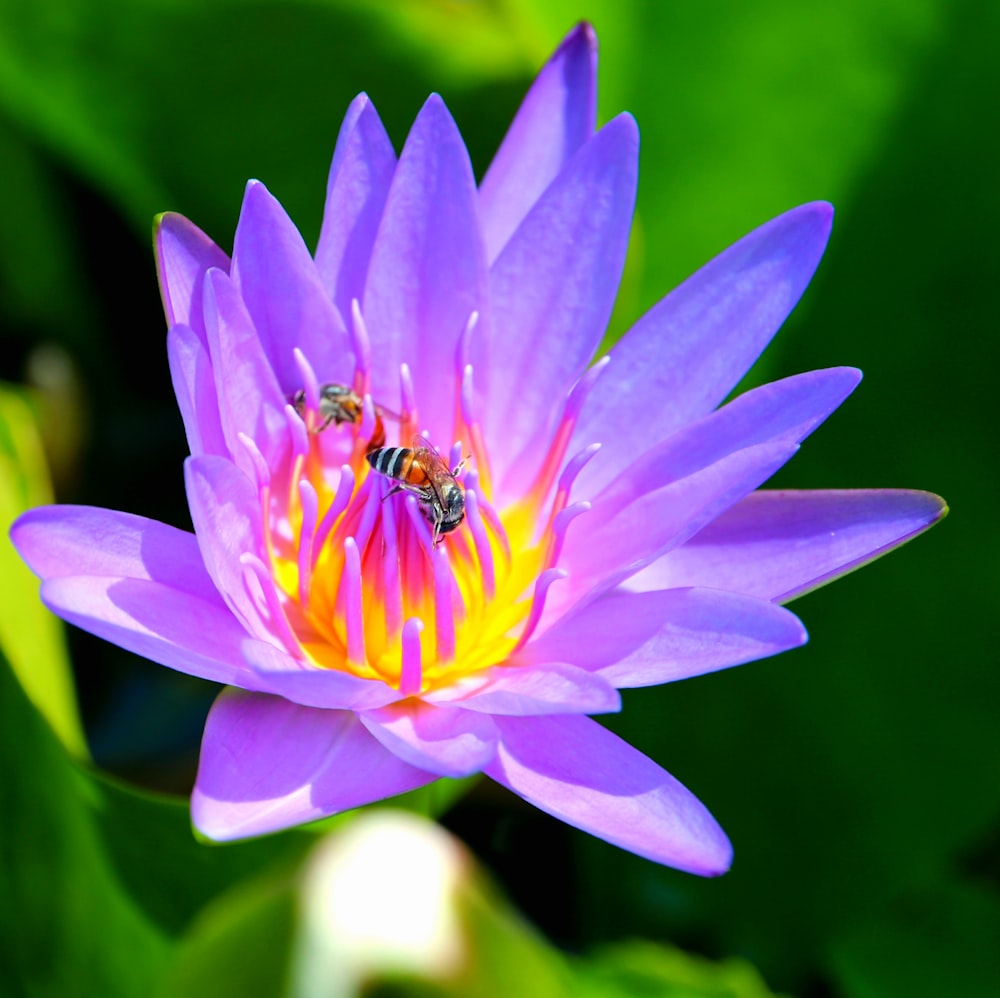 purple flower with yellow stigma